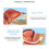 Pelvic Sagittal Model Male 1:2 Scale 2 pcs 5