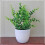 Mini artificial bonsai plant with fresh green foliage 2