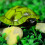 Lifelike Tortoise Toy with Infrared Remote Control 2