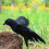 Halloween crow prop black feathered realistic handmade 3