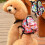 Mybeauty small pet carrier backpack multicolor 15 lb 3