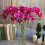 Silkes Phalaenopsis Orkidé Blomstjälk 7Heads 1