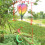 Rainbow Stripe Windsock Hot Air Balloon Outdoor Decor 7