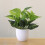 Mini artificial bonsai plant with fresh green foliage 5