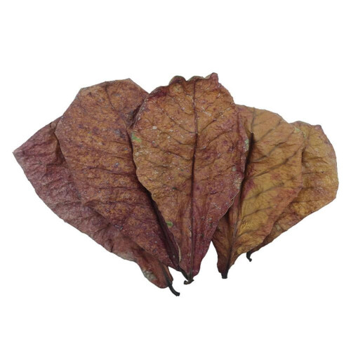 Fish Tank Elemi Leaf Decorative Element