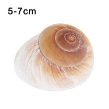 Hermit Crab Replacement Shell Natural Snail Shell for