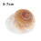 Hermit Crab Replacement Shell Natural Snail Shell for 1