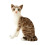 Gray Plush Cat Doll Soft Stuffed Toy 35cm 1