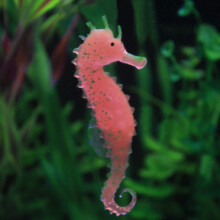 Aquarium Seahorse Ornament with Glowing Effect 1 Piece