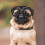 Dog Muzzle Mesh Soft PVC Anti-Bark for French Bulldog 5