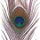 Naturfedern, 25 cm, 25er-Packung 3