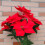 Künstliche Weihnachtssternblume Red7-Fork Dekoration 2
