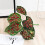 Artificial Plant Stem with Leaves 1 Piece 6