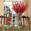 Red Berry Stems Artificial Holly Picks 12 Pack 6