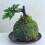 Moss Ball Pot Natural Bonsai Container 1 pc 7