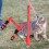 XM Culture adjustable chest strap cat harness leash 5
