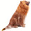 VISALY Dog Costume with Realistic Wig and Ears, Adjustable 5