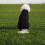 VISALY turtleneck dog sweater for small breeds 6