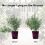 Metal plant climbing support trellis round frame 1 pc 5