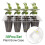 Seedling Trays Set Plastic 10 pcs 6