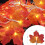 Maple Leaf String Lights 20LED 10FT Battery Operated Pack 6