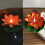 Lotus Floating Lanterns LED 6 pcs 1