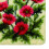 Latch Hook Kit for Carpet Embroidery with Tools Red Bouquet 4