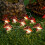 Sunjoy Tech LED Fairy Lights Battery Operated 20 LEDs 2
