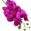 Silkes Phalaenopsis Orkidé Blomstjälk 7Heads 4