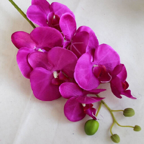 Silkes Phalaenopsis Orkidé Blomstjälk 7Heads 2