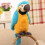 Talking Parrot Plush Toy Electronic Animal Toy 1pc 6