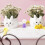 Haust candy dispenser empty 2 pcs 3