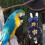 Bird flight suit costume with diaper for parrots 3