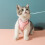 Dog Harness Padded Step-in Adjustable for Small Medium Dogs 3