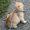 Dog Harness Padded Step-in Adjustable for Small Medium Dogs 4