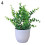 Mini artificial bonsai plant with fresh green foliage 3