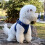 Dog Chest Harness Reflective Breathable XS-XL 5