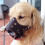 PU Leather Dog Muzzle Adjustable Mesh Grooming 2