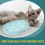 Slow-feeding pet bowl white non-slip1piece 2