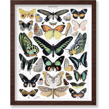 Butterfly Poster Vintage Adolphe Millot Art 11x14 Unframed
