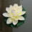 Artificial Lotus Flower Floating Water Lily 1 pc 5