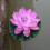 Artificial Lotus Flower Floating Water Lily 1 pc 8