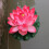 Artificial Lotus Flower Floating Water Lily 1 pc 6