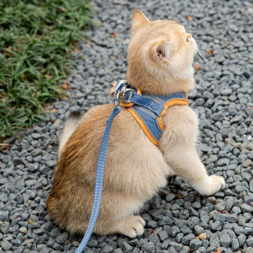 Dog Harness Padded Step-in Adjustable for Small Medium Dogs 2
