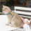 Dog Harness Padded Step-in Adjustable for Small Medium Dogs 5
