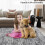 Haperlare washable modern area rug light grey 4'x6' 6