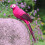Artificial Colorful Parrot Decor for Outdoor Garden Tree 2