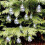 Clear iridescent glass ball ornaments 12 pcs 8