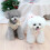 Dog winter coat waterproof windproof puffer 2XL 5