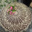 Handmade Crochet Cotton Round Tablecloth Beige 6